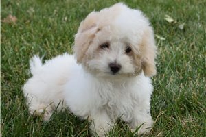 Eduardo - Malti Poo - Maltipoo for sale