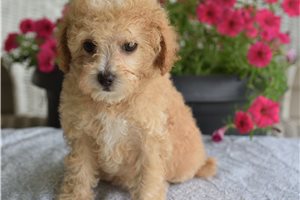 Vegas - puppy for sale