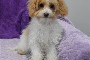 James - Malti Poo - Maltipoo for sale