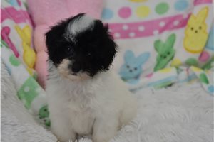 Gayle - Malti Poo - Maltipoo for sale