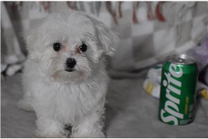 Archie - Maltipoo for sale