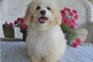 Eduardo - Malti Poo - Maltipoo for sale