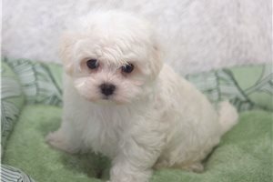Norman - puppy for sale