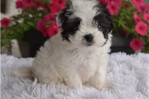Wren - Malti Poo - Maltipoo for sale