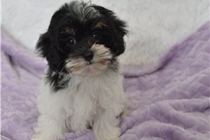 Elvira - Malti Poo - Maltipoo for sale