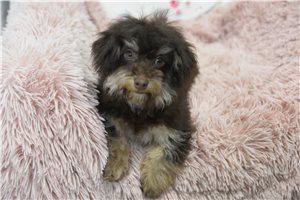 Caiden - Malti Poo - Maltipoo for sale