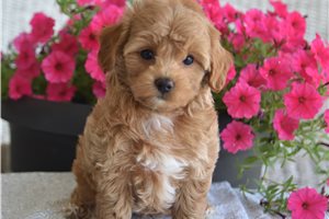 Zach - puppy for sale