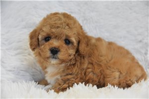 Carter - puppy for sale