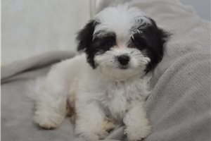 Wren - puppy for sale