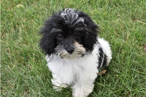 Elvira - Malti Poo - Maltipoo for sale
