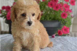 Vegas - Malti Poo - Maltipoo for sale