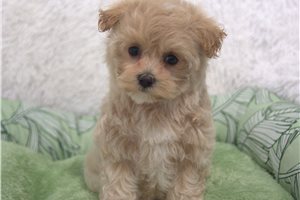 Nyla - Malti Poo - Maltipoo for sale