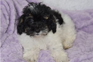 Elyssa - Malti Poo - Maltipoo for sale