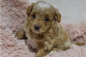 Finley - Malti Poo - Maltipoo for sale
