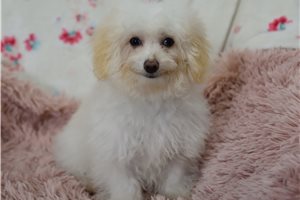 Edith - Malti Poo - Maltipoo for sale