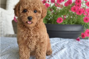 Vickie - Malti Poo - Maltipoo for sale