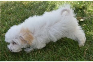 Elsie - Malti Poo - Maltipoo for sale