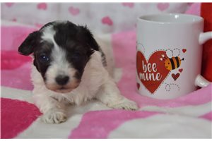 Ginny - puppy for sale