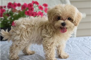 Heathcliff - Malti Poo - Maltipoo for sale