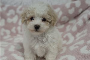 Eduardo - puppy for sale