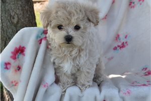 Heathcliff - Malti Poo - Maltipoo for sale