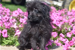 Walter - Maltipoo for sale