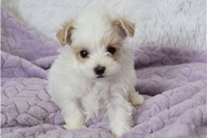 Herman - puppy for sale