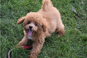 Zena - Malti Poo - Maltipoo for sale