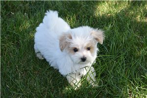 Hanson - puppy for sale