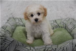 Odessa - Malti Poo - Maltipoo for sale