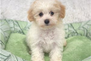 Odessa - Malti Poo - Maltipoo for sale