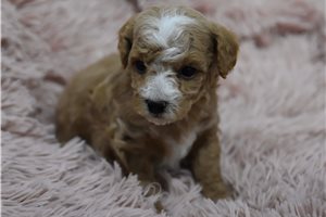Franklin - puppy for sale