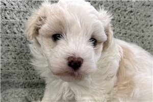 Gino - Malti Poo - Maltipoo for sale