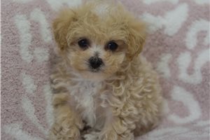 Ellie - puppy for sale