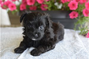 Walter - puppy for sale