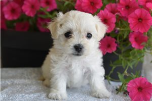 Winter - puppy for sale