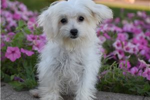 Winter - Maltipoo for sale