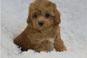 Antoinette - puppy for sale
