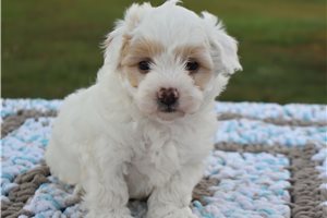 Niles - Malti Poo - Maltipoo for sale