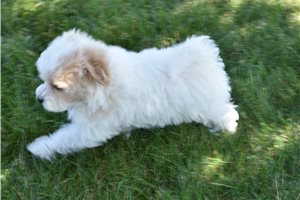Herman - Malti Poo - Maltipoo for sale