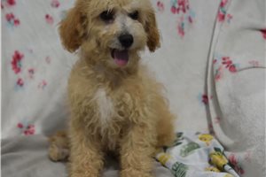 Vegas - Malti Poo - Maltipoo for sale