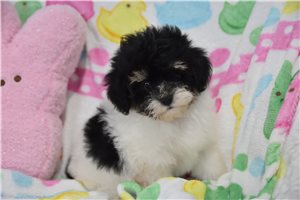Gidget - Malti Poo - Maltipoo for sale