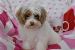 Callen - Malti Poo - Maltipoo for sale