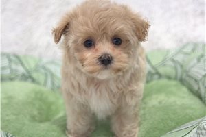 Nyla - Malti Poo - Maltipoo for sale