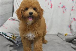 Zena - Malti Poo - Maltipoo for sale