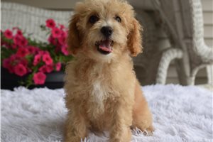 Vegas - Malti Poo - Maltipoo for sale
