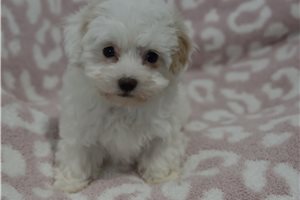 Elsie - puppy for sale