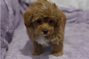 Arkin - Malti Poo - Maltipoo for sale