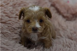 Farrah - puppy for sale