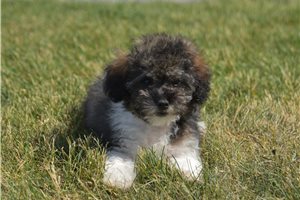 Fletcher - Poodle, Miniature for sale